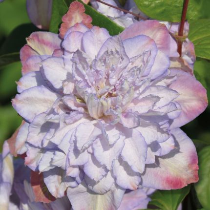 Clematita Anna's Choice
