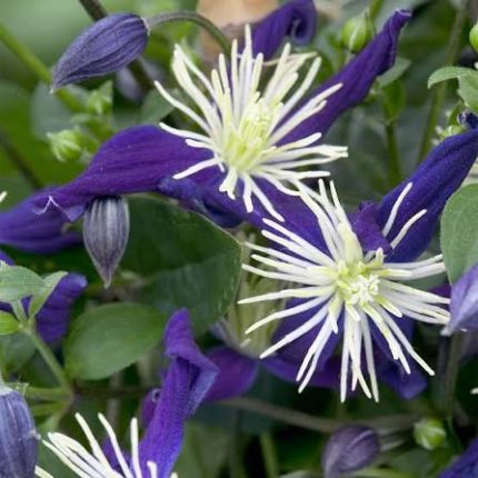 Clematita aromatica