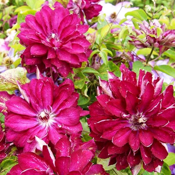 Clematita Akafuji