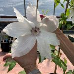 Clematita Beautiful Bride