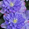 Clematita Blue Explosion