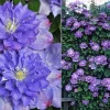 Clematita Blue Explosion