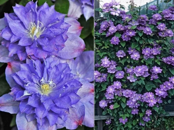 Clematita Blue Explosion