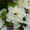 Clematita First Light