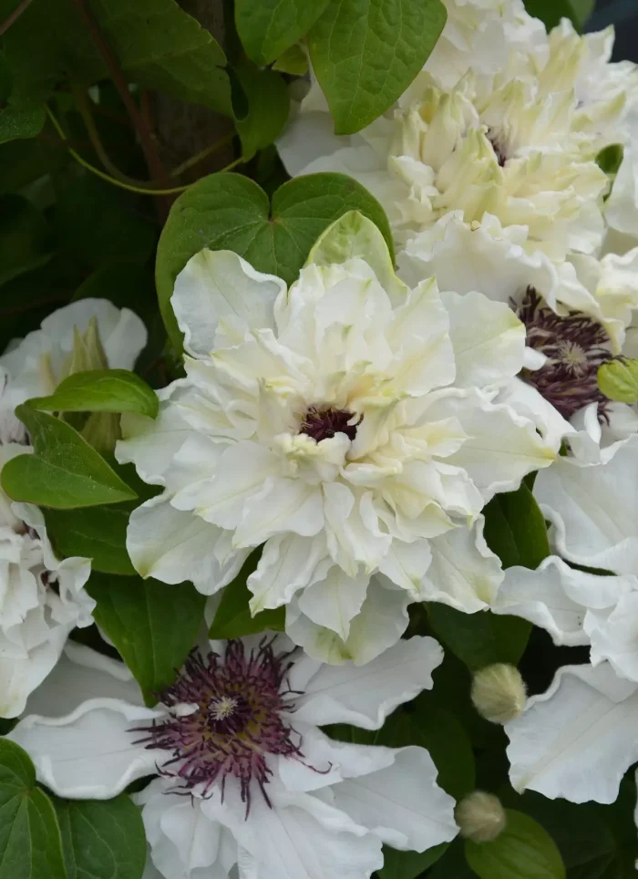 Clematita First Light