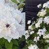Clematita First Light
