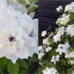 Clematita First Light