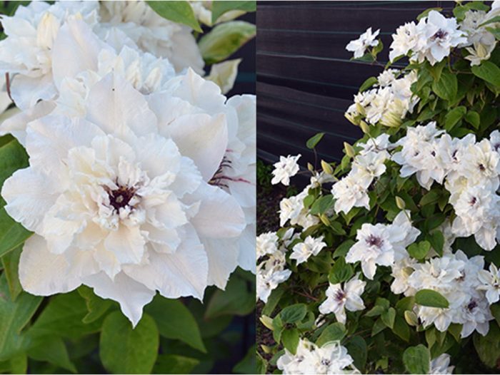Clematita First Light