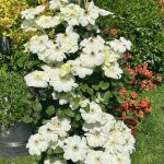 Clematita Guernsey Cream