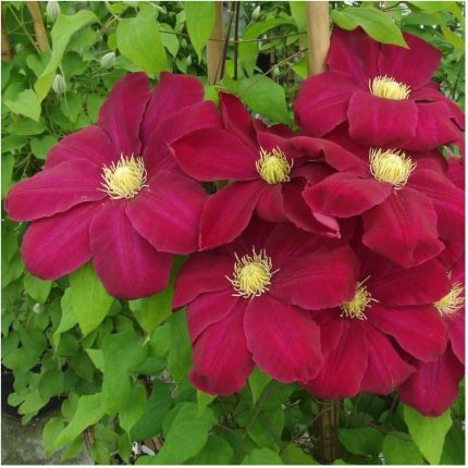 Clematita Hoshi-no-flamenco