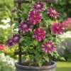 Clematita Hot Kisses