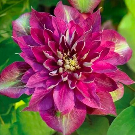 Clematita Hot Kisses