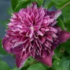 Clematita Hot Love