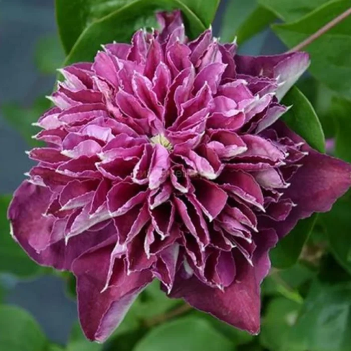 Clematita Hot Love