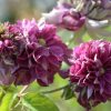 Clematita Hot Love