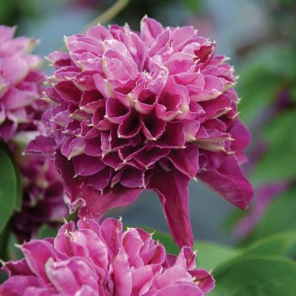 Clematita Hot Love