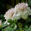 Clematita Innocent Blush