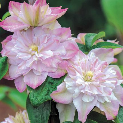 Clematita Innocent Blush