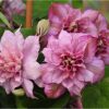 Clematita Innocent Glance