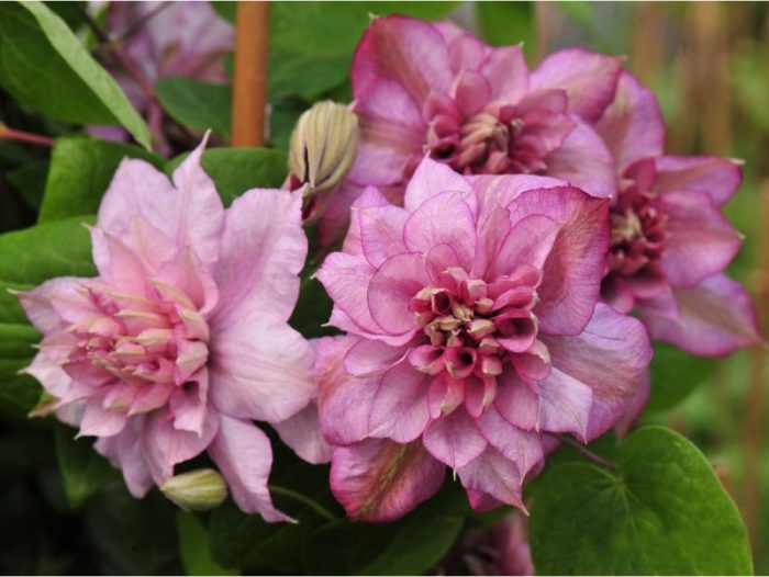 Clematita Innocent Glance