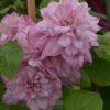 Clematita Innocent Glance