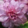 Clematita Innocent Glance