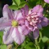 Clematita Innocent Glance