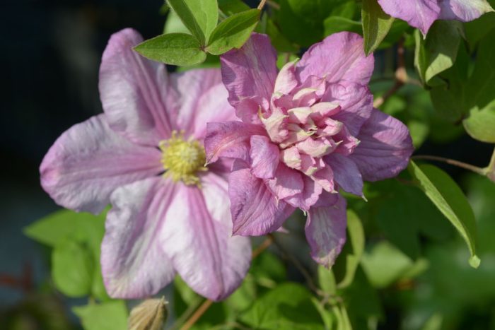 Clematita Innocent Glance