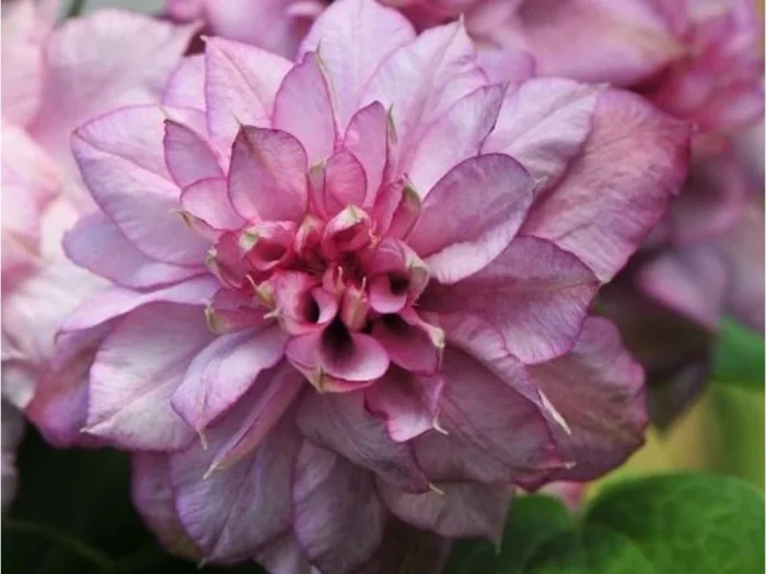 Clematita Innocent Glance