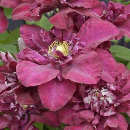 Clematita Jan III Sobieski