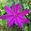 Clematita Kacper