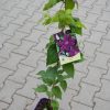 Clematita Kacper