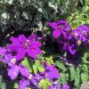 Clematita Kacper