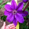 Clematita Kacper