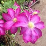 Clematita Kakio PINK CHAMPAGNE