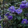 Clematita Kiri Te Kanawa
