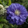 Clematita Kiri Te Kanawa