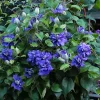 Clematita Kiri Te Kanawa