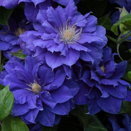 Clematita Kiri Te Kanawa