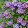 Clematita Królowa Bona