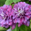 Clematita Królowa Bona
