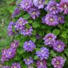 Clematita Królowa Bona