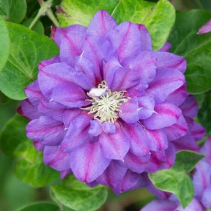 Clematita Królowa Bona