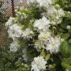 Clematita Maria Skłodowska Curie