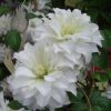 Clematita Maria Skłodowska Curie