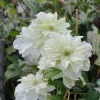 Clematita Maria Skłodowska Curie