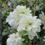 Clematita Maria Skłodowska Curie