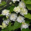 Clematita Maria Skłodowska Curie