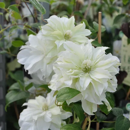 Clematita Maria Skłodowska Curie