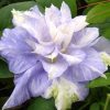 Clematita Mazury